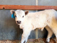 Load image into Gallery viewer, SOLD - Poptart Mini/mid Bull Calf Buy Now $12,500.00