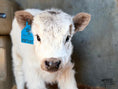 Load image into Gallery viewer, SOLD - Poptart Mini/mid Bull Calf Buy Now $12,500.00