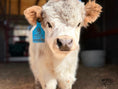 Load image into Gallery viewer, SOLD - Huckleberry Micro/Mini Bull Calf Positive $22,000