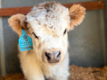 Load image into Gallery viewer, SOLD - Huckleberry Micro/Mini Bull Calf Positive $22,000