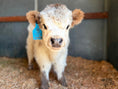 Load image into Gallery viewer, SOLD - Huckleberry Micro/Mini Bull Calf Positive $22,000
