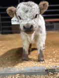 Load image into Gallery viewer, SOLD - Huckleberry Micro/Mini Bull Calf Positive $22,000