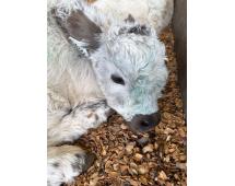 Bandit Mini/Mid Size Bull/Steer $12,500.00