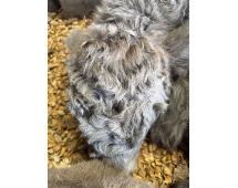 Austin Mid Size Silver Dun Bull/Steer $10,500.00