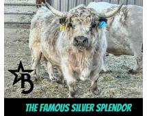 Bandit Mini/Mid Size Bull/Steer $12,500.00