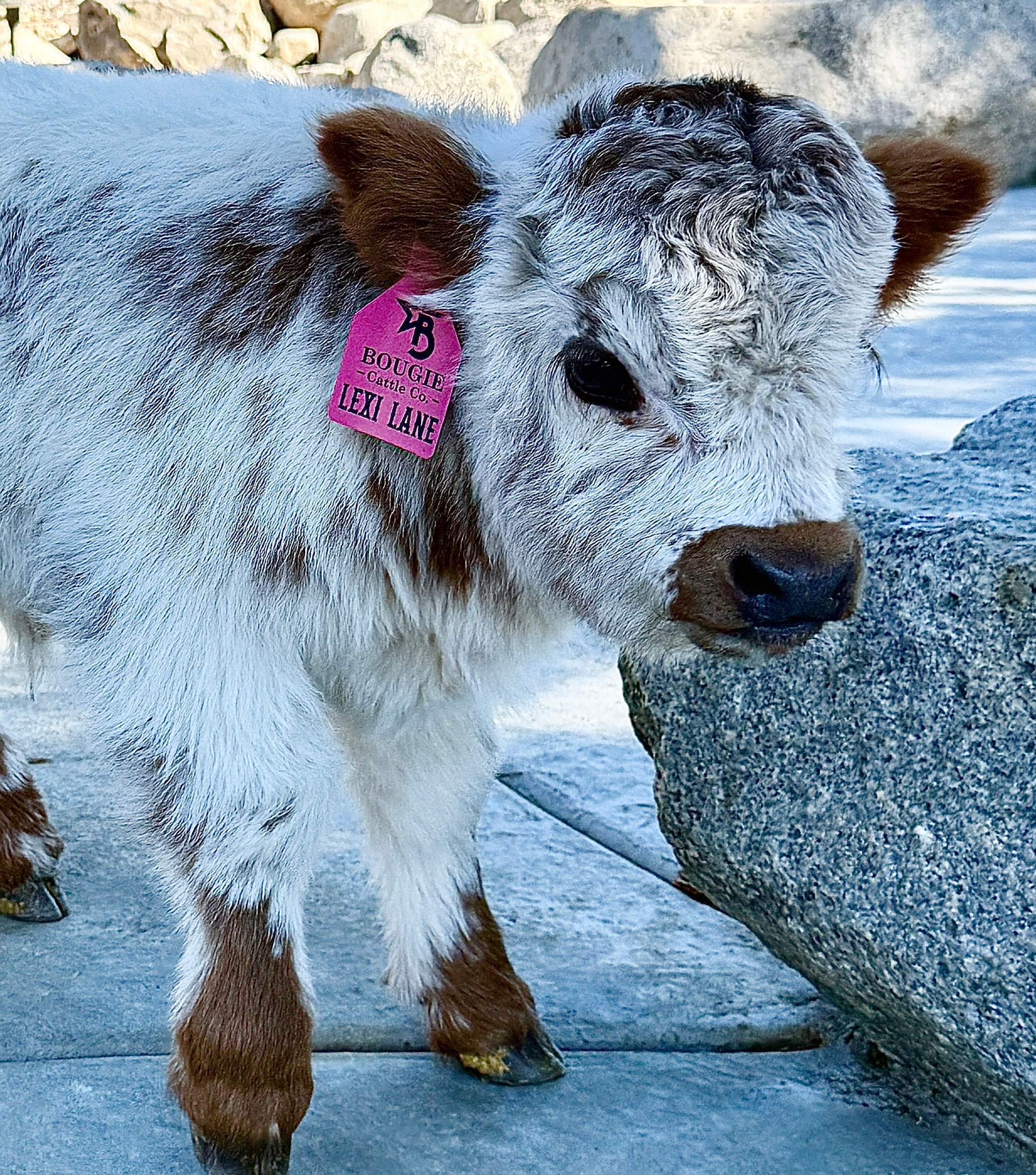 Lexi Lane Micro Mini Heifer $50,000.00