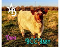Load image into Gallery viewer, Fancy Micro/Mini Dun Tipped Heifer Oh Yeah & Baby 27,500.00