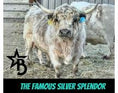 Load image into Gallery viewer, Cool Whip Micro Mini Highpark Bull/Steer $25,000.00