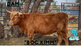 Load image into Gallery viewer, Bougie’s Jamison on the Rocks Mid Size Bull Calf Buy Now Price 8500.00