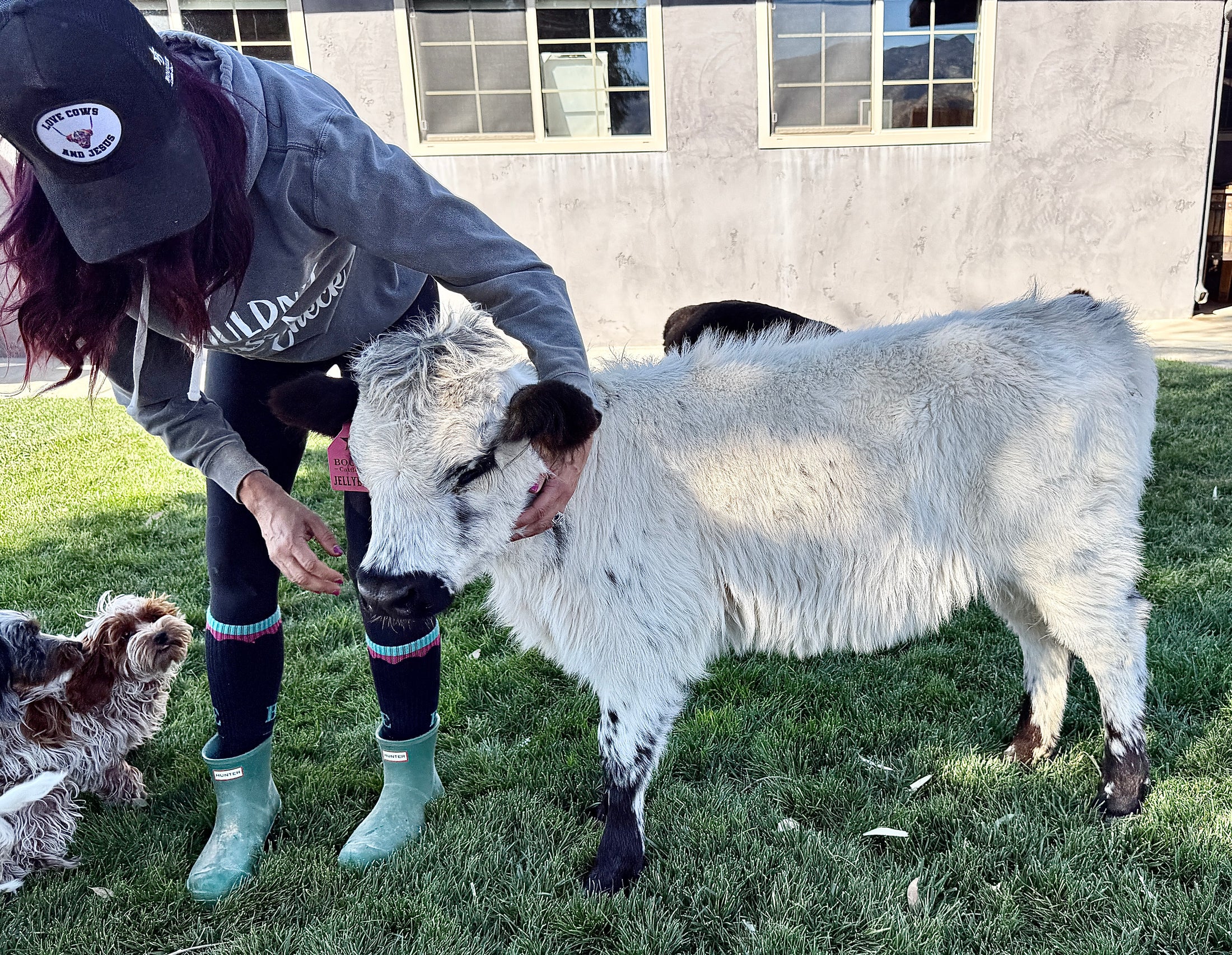 Jellybean- WEANED Polled Mini/Mid Size Heifer $15,000.00