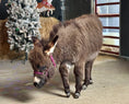 Load image into Gallery viewer, Miss Jean, The Mini Jennette Donkey. $10,000.00 If you take both 12,000 for the Pair