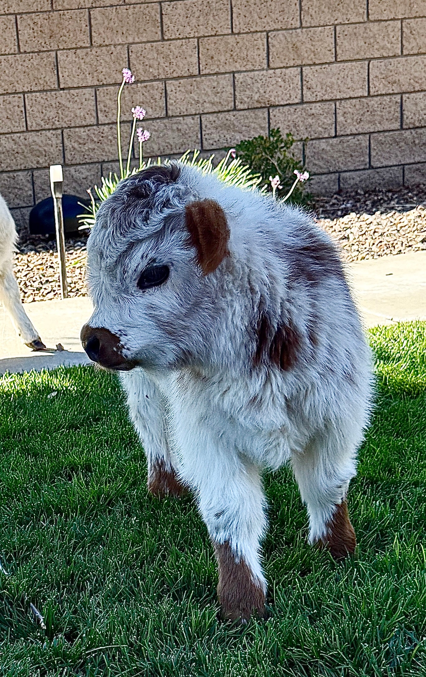 Lexi Lane Micro Mini Heifer $50,000.00