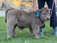 Load image into Gallery viewer, Jimbo Micro/Mini Steer/Bull Calf - $15,000