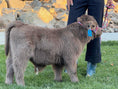 Load image into Gallery viewer, Jimbo Micro/Mini Steer/Bull Calf - $15,000