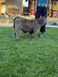 Load image into Gallery viewer, Jimbo Micro/Mini Steer/Bull Calf - $15,000