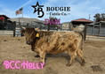 Load image into Gallery viewer, Jimbo Micro/Mini Steer/Bull Calf - $15,000