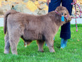 Load image into Gallery viewer, Jimbo Micro/Mini Steer/Bull Calf - $15,000