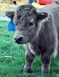 Load image into Gallery viewer, Jimbo Micro/Mini Steer/Bull Calf - $15,000