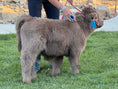Load image into Gallery viewer, Jimbo Micro/Mini Steer/Bull Calf - $15,000