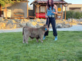 Load image into Gallery viewer, Jimbo Micro/Mini Steer/Bull Calf - $15,000