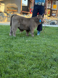 Load image into Gallery viewer, Jimbo Micro/Mini Steer/Bull Calf - $15,000