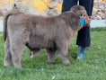 Load image into Gallery viewer, Jimbo Micro/Mini Steer/Bull Calf - $15,000