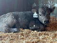 Load image into Gallery viewer, Jimbo Micro/Mini Steer/Bull Calf - $15,000