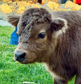 Load image into Gallery viewer, Jimbo Micro/Mini Steer/Bull Calf - $15,000