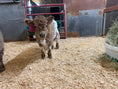Load image into Gallery viewer, Fancy Micro/Mini Dun Tipped Heifer Oh Yeah & Baby 27,500.00