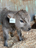 Load image into Gallery viewer, Maverick Micro/Mini bull/ Steer calf - $17,500