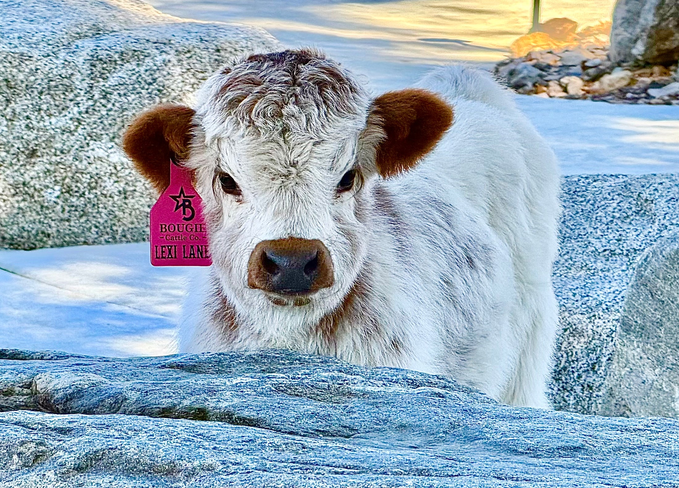 Lexi Lane Micro Mini Heifer $50,000.00