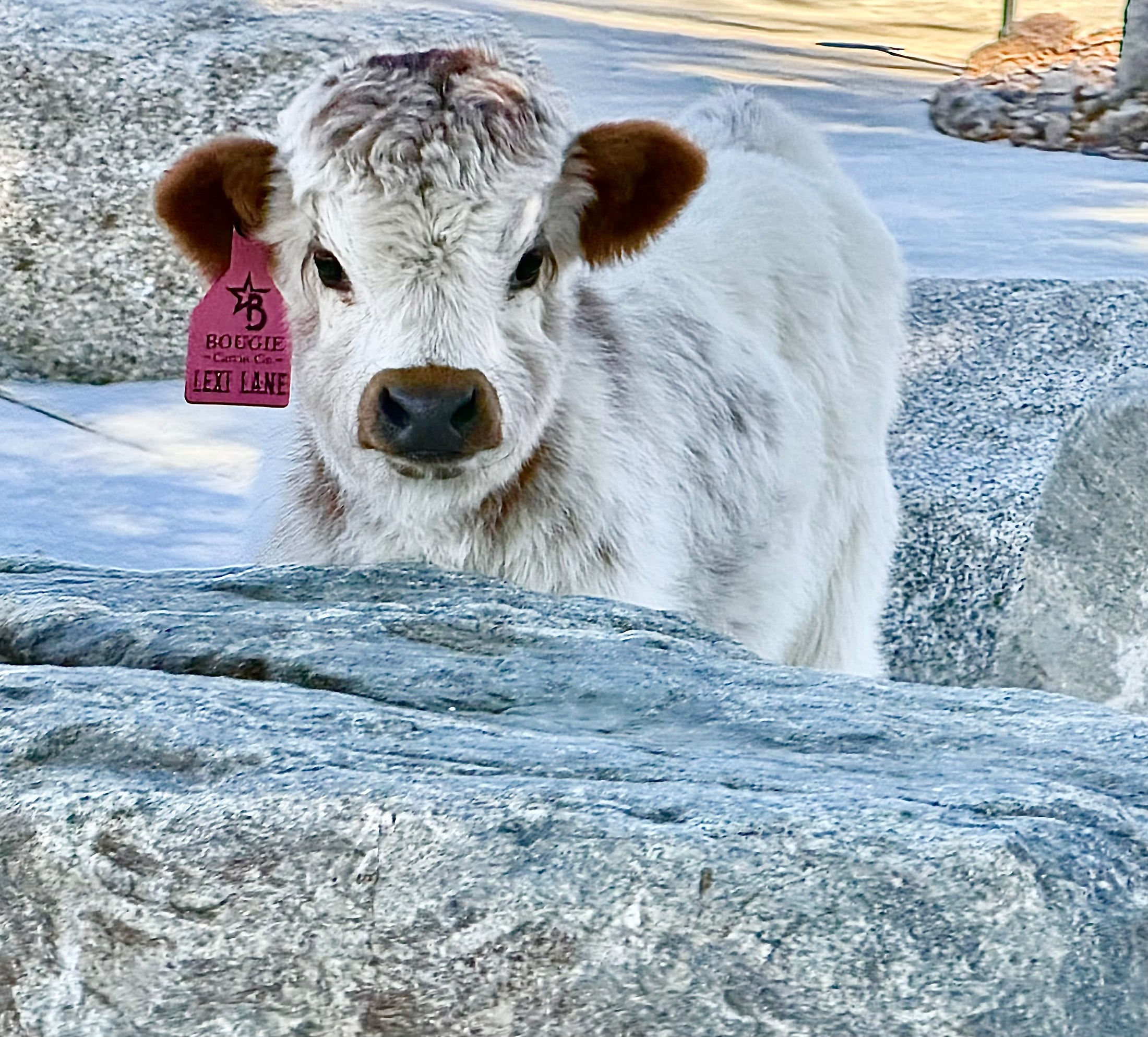 Lexi Lane Micro Mini Heifer $50,000.00
