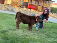 Load image into Gallery viewer, Kit Kat Micro/Mini Heifer Calf - $20,000