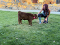 Load image into Gallery viewer, Kit Kat Micro/Mini Heifer Calf - $20,000