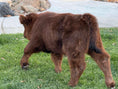 Load image into Gallery viewer, Kit Kat Micro/Mini Heifer Calf - $20,000