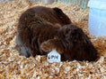Load image into Gallery viewer, Kit Kat Micro/Mini Heifer Calf - $20,000