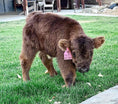 Load image into Gallery viewer, Kit Kat Micro/Mini Heifer Calf - $20,000