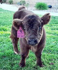 Load image into Gallery viewer, Kit Kat Micro/Mini Heifer Calf - $20,000