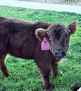 Load image into Gallery viewer, Kit Kat Micro/Mini Heifer Calf - $20,000