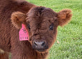 Load image into Gallery viewer, Kit Kat Micro/Mini Heifer Calf - $20,000