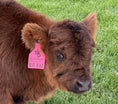 Load image into Gallery viewer, Kit Kat Micro/Mini Heifer Calf - $20,000