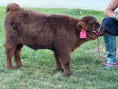 Load image into Gallery viewer, Kit Kat Micro/Mini Heifer Calf - $20,000