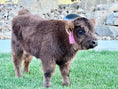 Load image into Gallery viewer, Kit Kat Micro/Mini Heifer Calf - $20,000