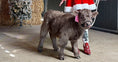 Load image into Gallery viewer, GRAY-C Micro/Mini Highland Heifer $35,000.00