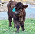 Load image into Gallery viewer, Bowman Mid size Steer/Bull Calf - $7000