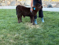 Load image into Gallery viewer, Bowman Mid size Steer/Bull Calf - $7000