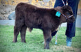 Load image into Gallery viewer, Bowman Mid size Steer/Bull Calf - $7000