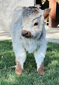 Load image into Gallery viewer, Lexi Lane Micro Mini Heifer $50,000.00