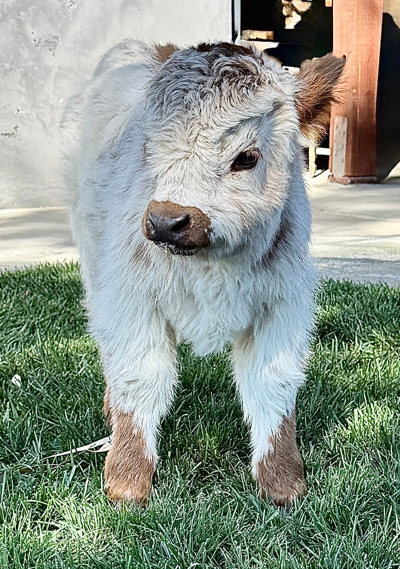 Lexi Lane Micro Mini Heifer $50,000.00