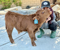 Load image into Gallery viewer, Butterbean Micro/mini Red Bull Calf $13,500.00